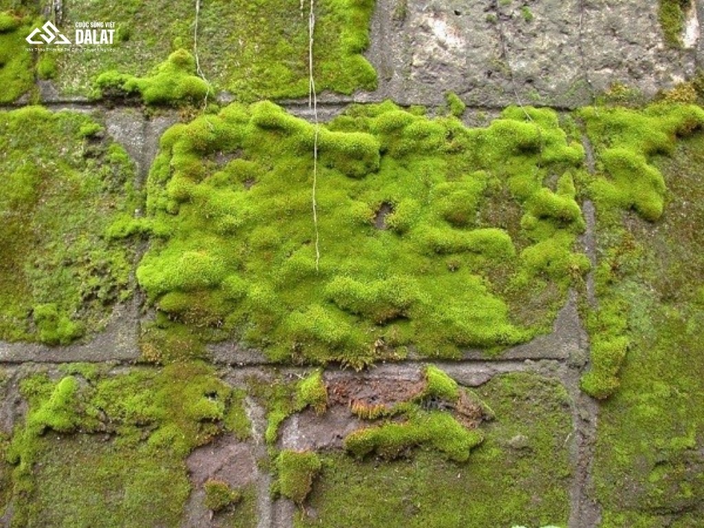 Nguyên nhân khiến rêu hay mọc trên nền bê tông