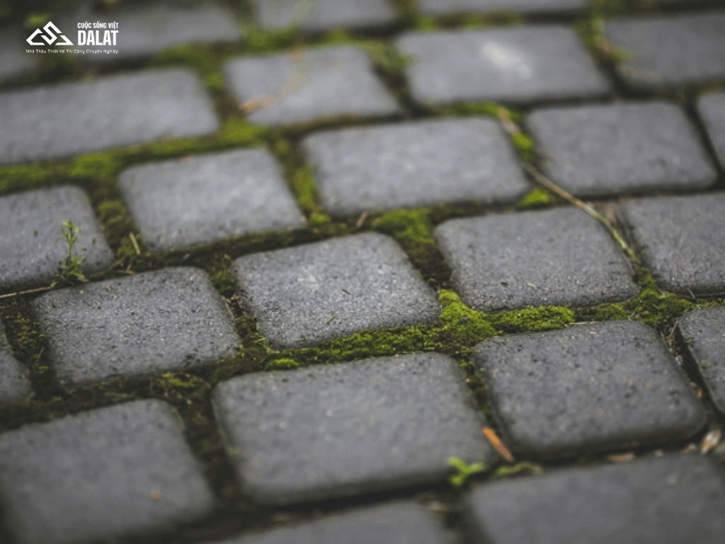 Cách phòng chống rêu mọc lại nhanh trên sân xi măng