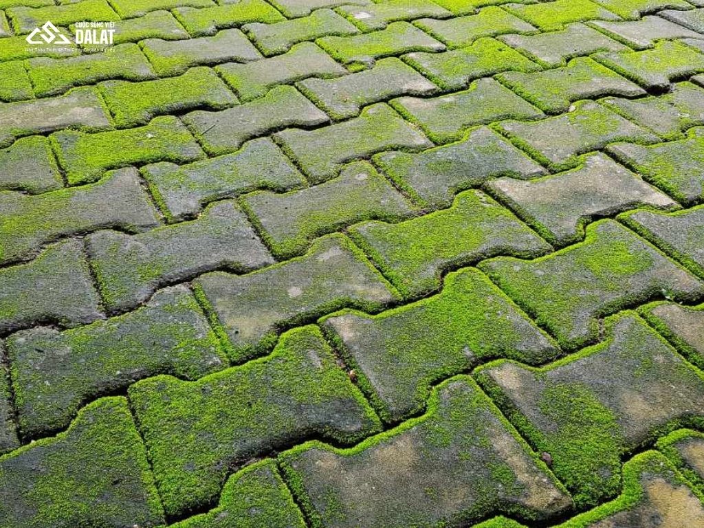 Hậu quả nếu không biết cách trị rêu trên sân xi măng